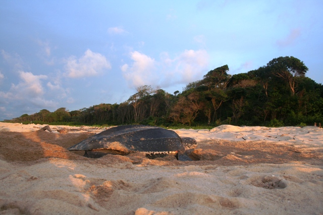 A giant leatherback hard at work digging a hole for her 90 eggs.