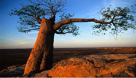 Baobab Tree in Botswanan