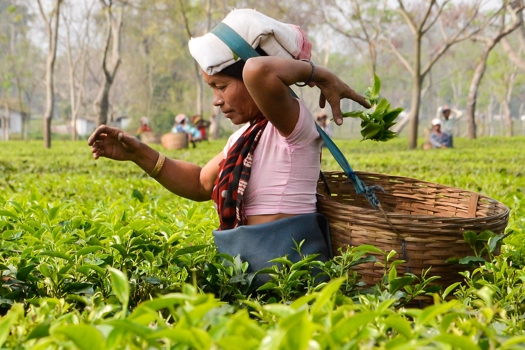 woman plucking tea in Assam